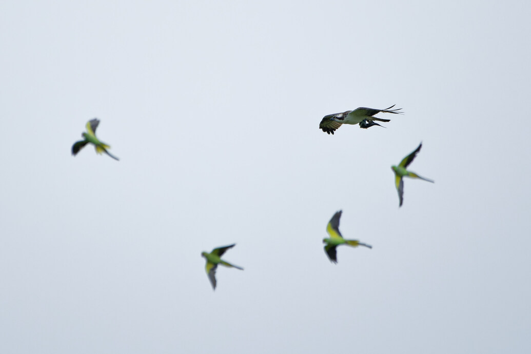 Photo of Osprey